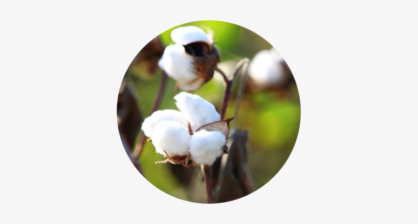 Cotton - Stock Photography, transparent png download