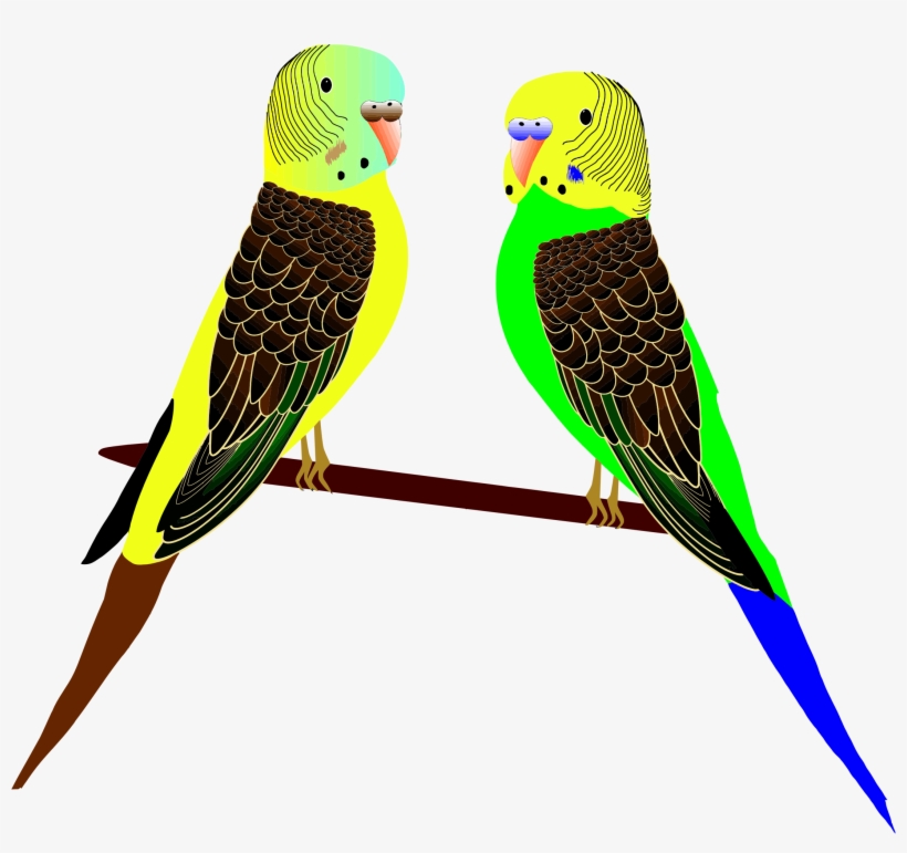 Big Image - Vektor Burung Parkit, transparent png download