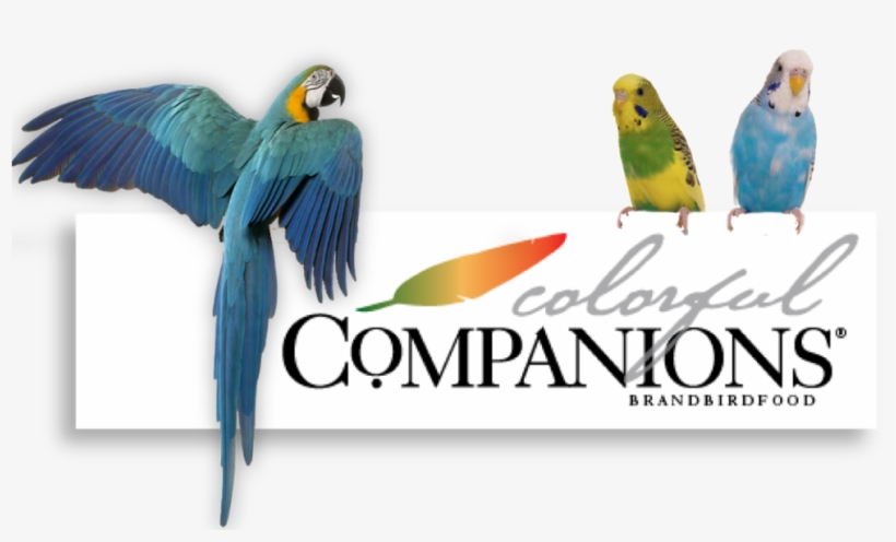 Colorful Companions Header-01 - Millet, transparent png download
