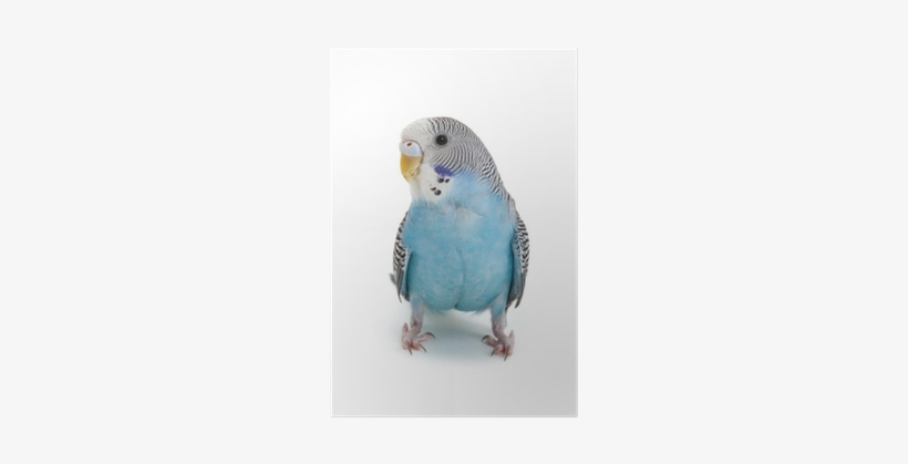 Blue Parakeet Throw Blanket, transparent png download