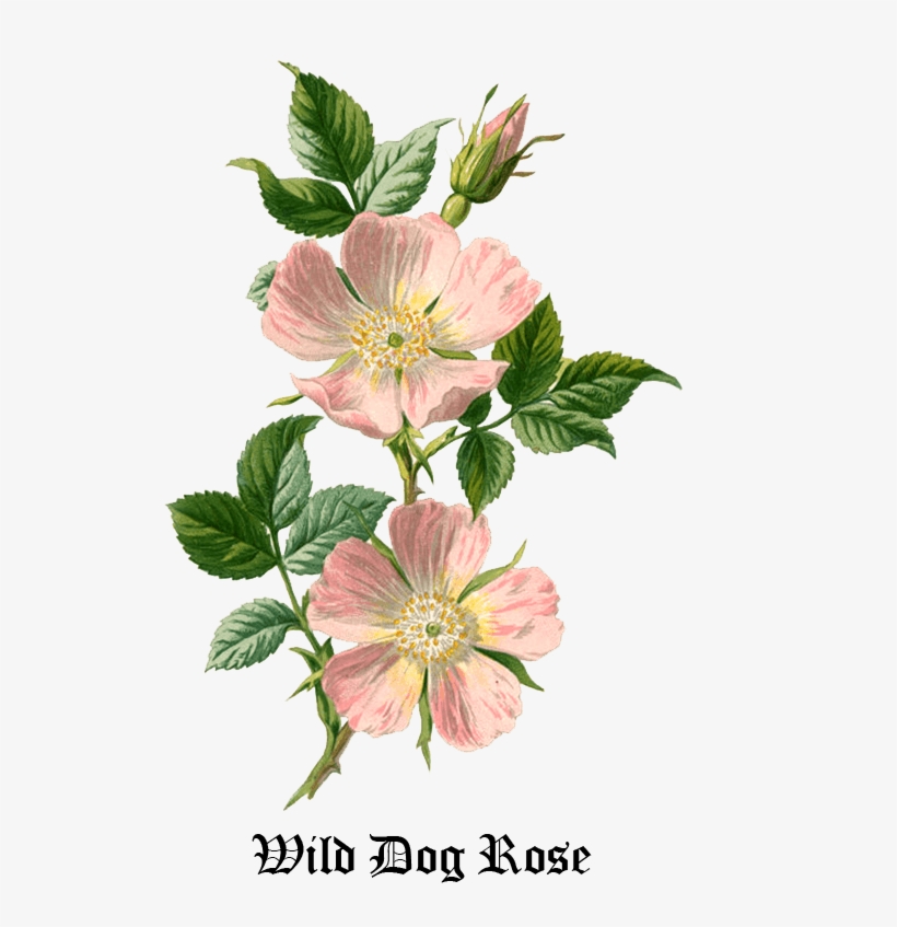 We Were Able To Lift Each Other Up Whenever One Of - Dog Rose, transparent png download