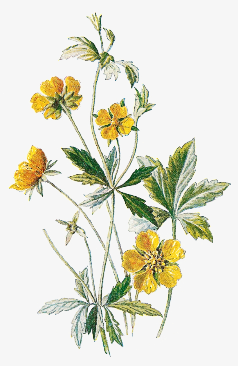 Wildflower Clipart Botanical Illustration - Wildflower Botanical Illustration, transparent png download