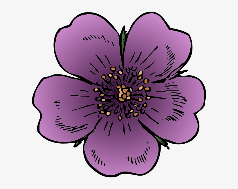 Wild Rose - Peach Blossom Clip Art, transparent png download