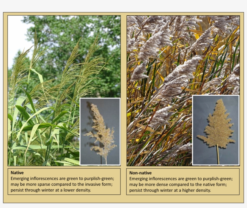 Phragmites - Common Reed, transparent png download