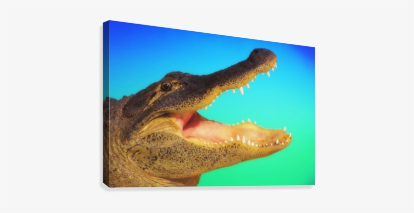 Alligator Head With Open Mouth Against A Blue And Green - Everything Was Held In Place, transparent png download