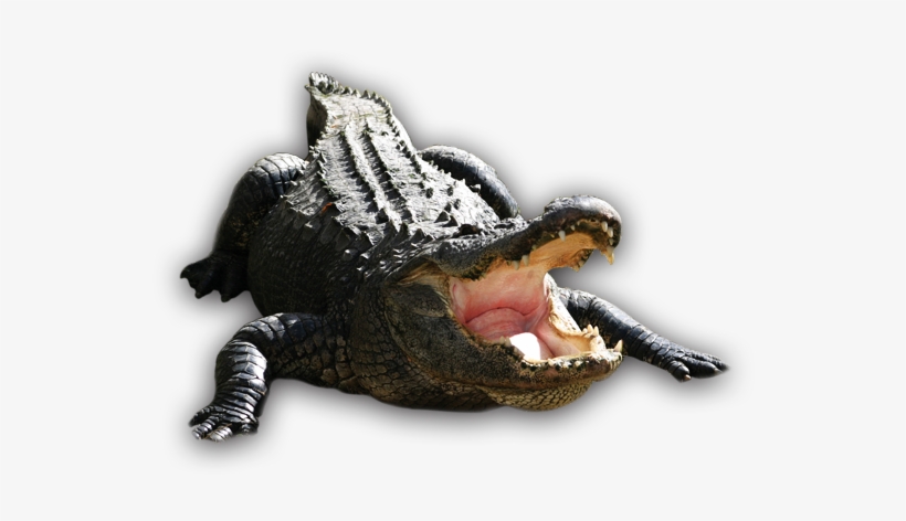 Alligator Png Transparent Hd Photo - Cocodrilos Png, transparent png download