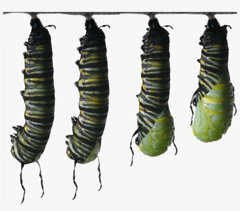 Becoming A Chrysalis - Butterfly Caterpillar Monarch I Ytimg, transparent png download