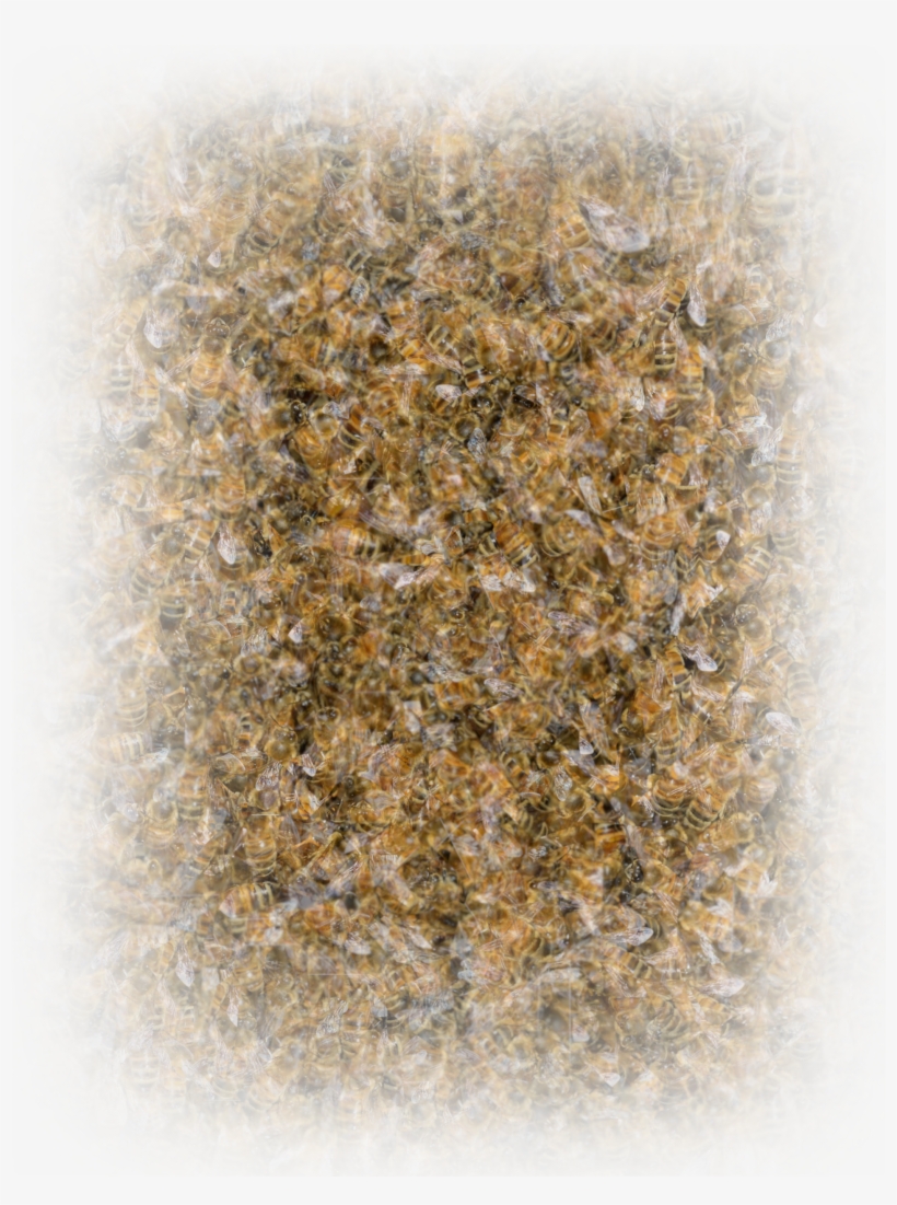 Realibee - Scp Foundation, transparent png download