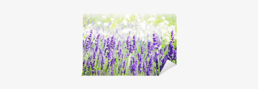 Spring Field With Lavender Flowers Wall Mural • Pixers® - Photograph, transparent png download