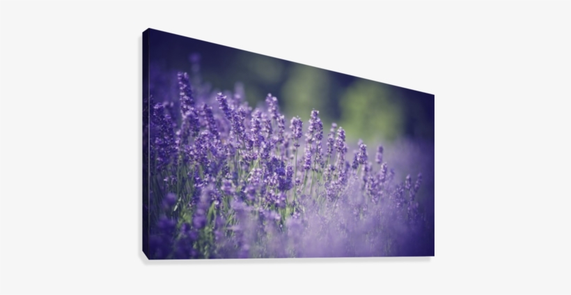 Lavender Flowers Canvas Print - English Lavender, transparent png download