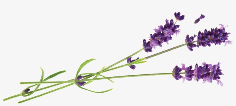 Lavender Foot Peel Mask - Callus And Dead Skin Exfoliation, transparent png download