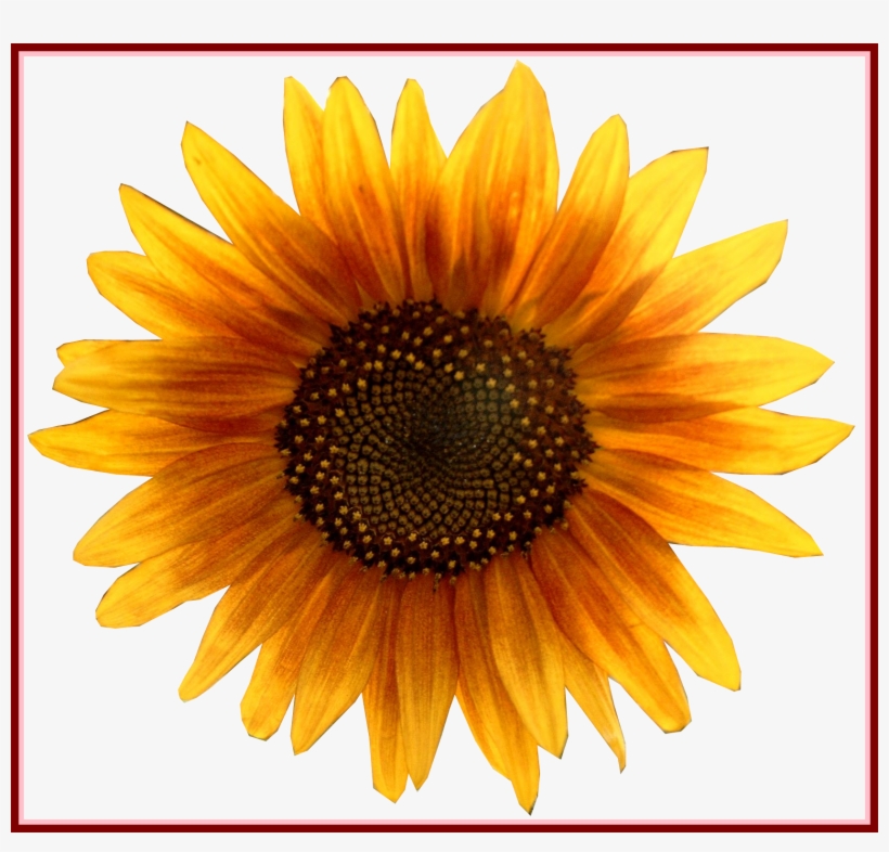 Astonishing Girassol Flores Png Vector Festa Marsha - Sunflower Png, transparent png download