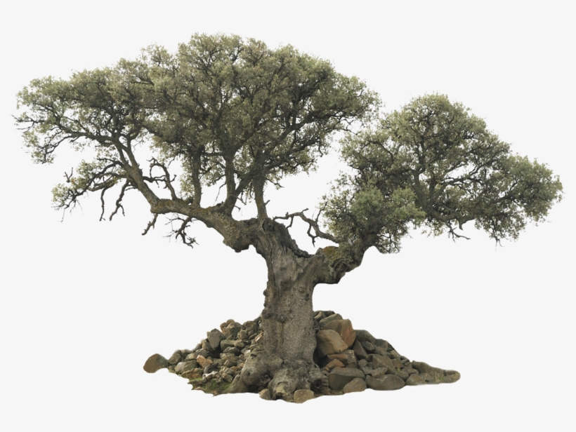 Happy Anniversary Scrapbook [book], transparent png download