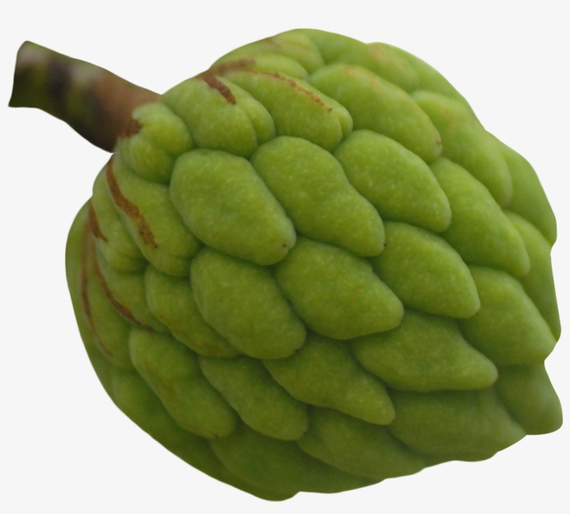 Custard Apple Fruit Png Image Pngpix - Custard Apple Fruit Png, transparent png download