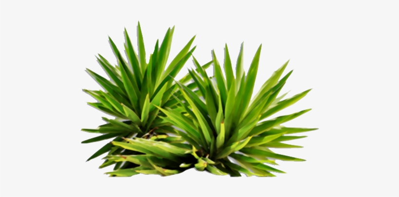 Sign In To Save It To Your Collection - Plants Png, transparent png download