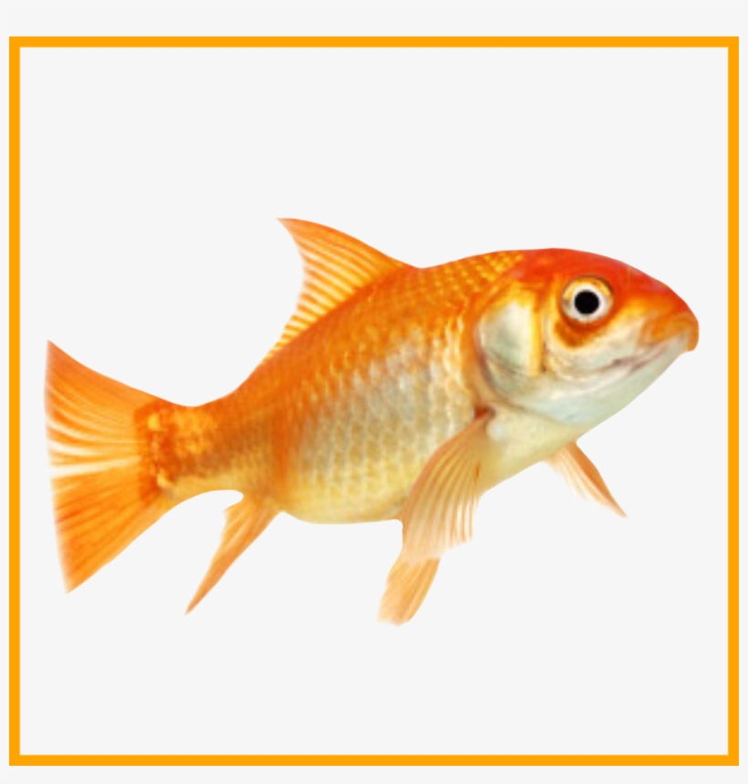 Png Library Download Amazing No Don U Make Me Leave - Am A Fish, transparent png download