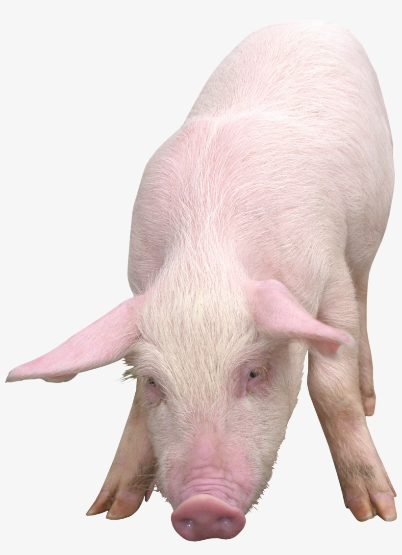 Fruit Water Splash Clipart Pig - Pig Png, transparent png download