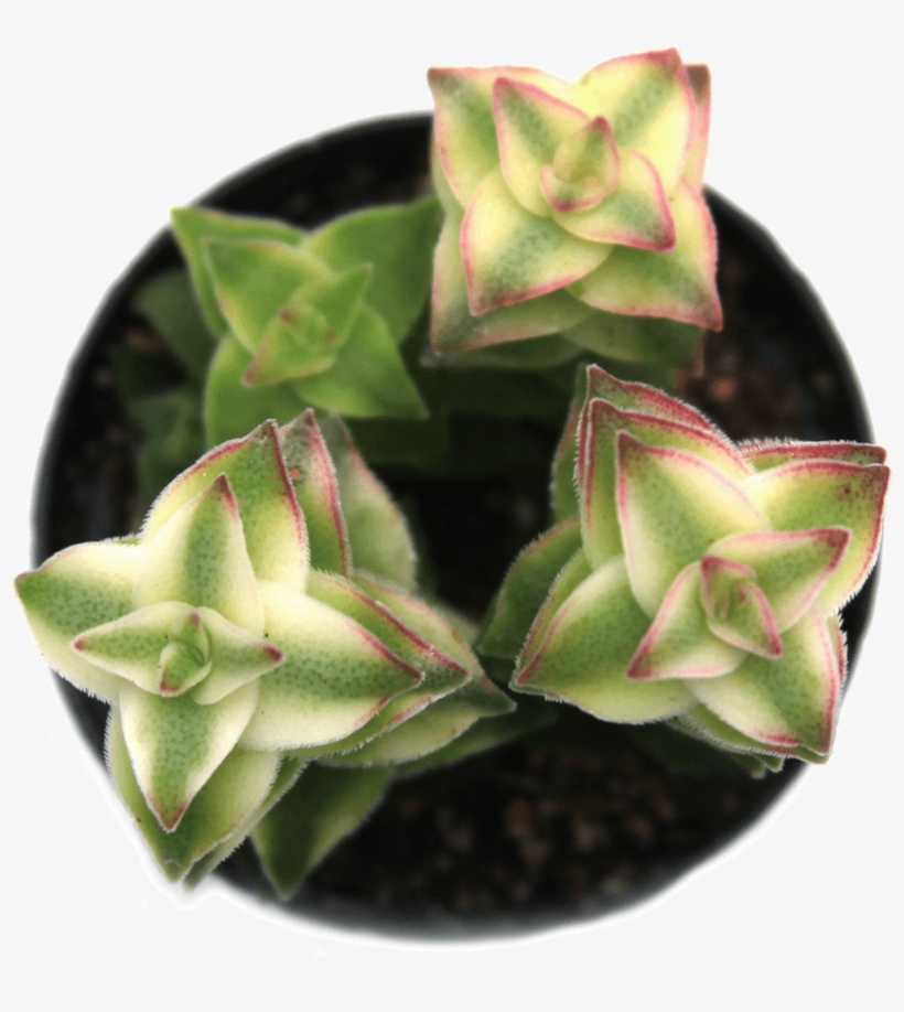 Crassula Perforata Variegata, Variegated 'string Of - Succulent Plant, transparent png download