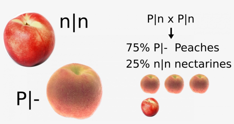 Allelic State Of Several Peach & Nectarine Cultivars - Fresh California Grown Nectarines, transparent png download