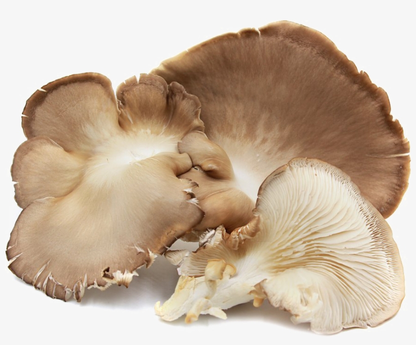 Edible Mushroom Png Image Background - Mushroom Oyster Brown, transparent png download