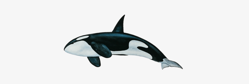 Killer Whale Png Png, transparent png download