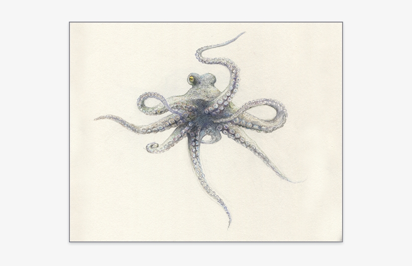 Octopus, transparent png download