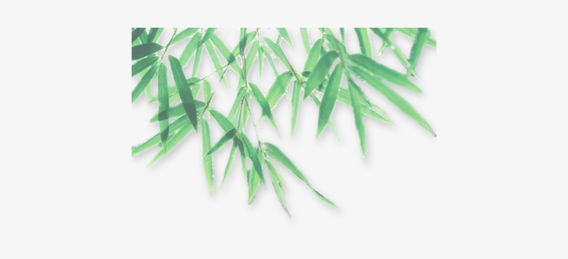 Bamboo Leaf Png Photo - Leaf Png With Shadow, transparent png download