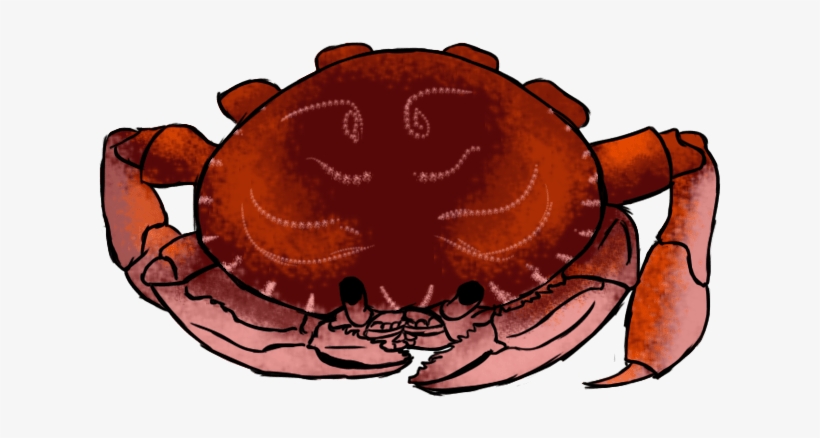 A Crab - Dungeness Crab, transparent png download