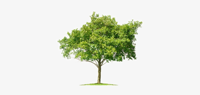 Tree Photoshop Cut Out, transparent png download