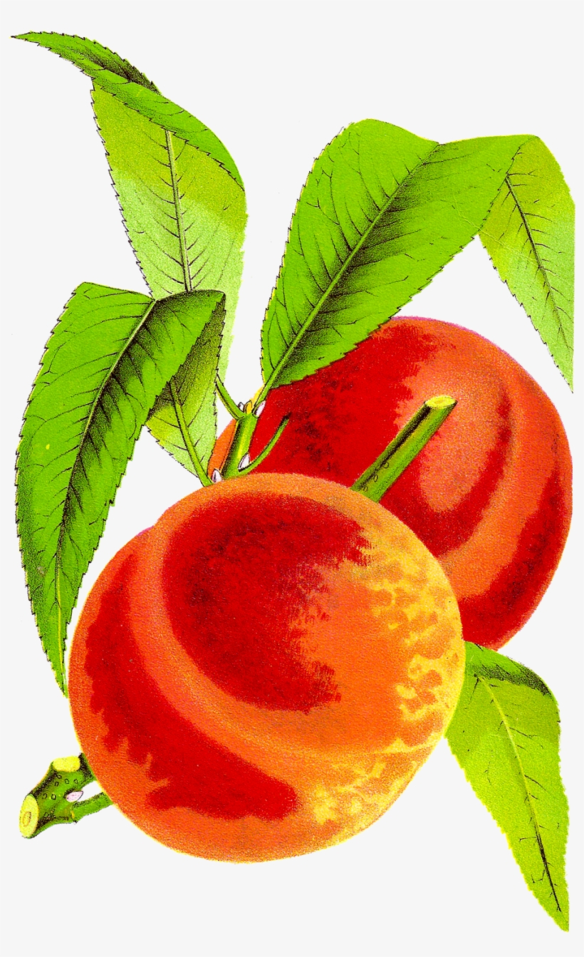 Antique Peach Clipart - Peach Cobbler Clip Art, transparent png download