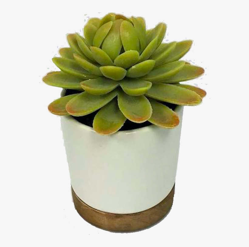 February 13, - Artificial Plant In White Pot Small - Threshold, transparent png download
