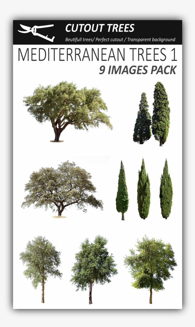 Pin By Cutout Trees On Mediterranean Trees Png - Tree, transparent png download