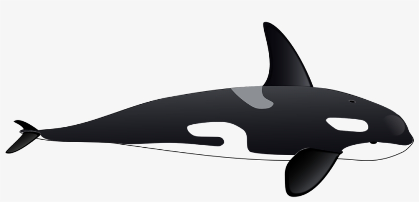 Orca Clipart Cute Sea Creature - Orca Clipart, transparent png download