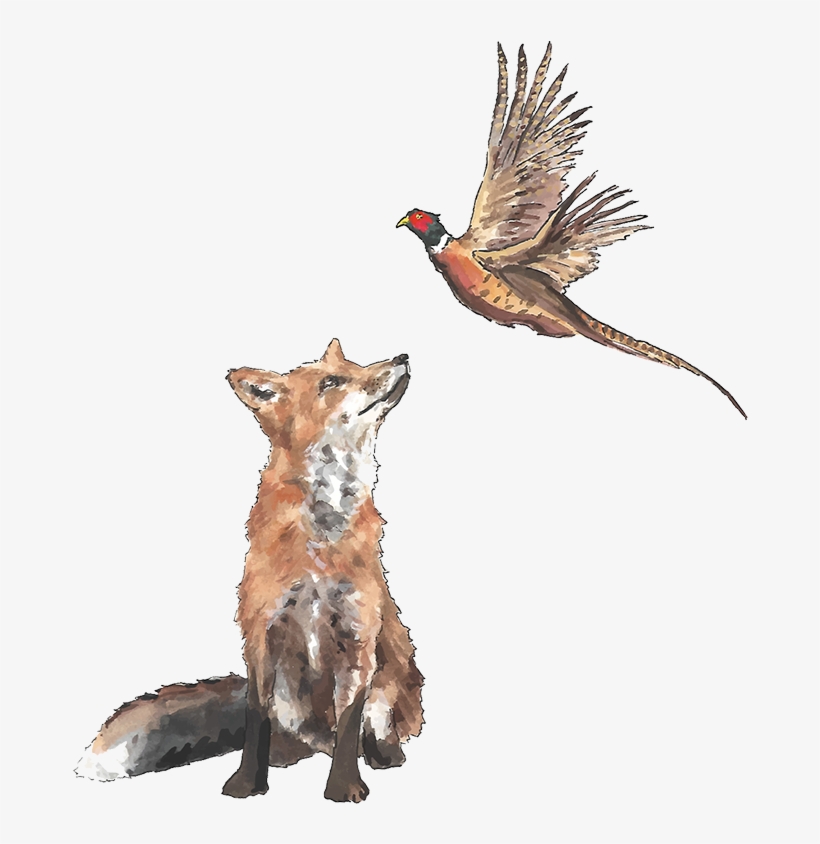 Pheaseant And Fox - Fox And Pheasant, transparent png download