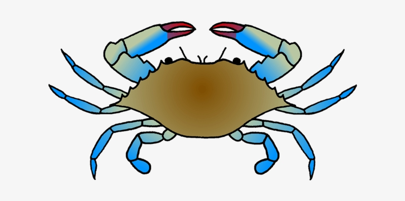 Blue Crab Galleries Panda Images Blue Crab Drawing Easy Transparent Png 665x386 Free Download On Nicepng