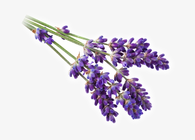 Go To Image - Lavender Essential Oil - Premium 100 Pure Usda Organic, transparent png download