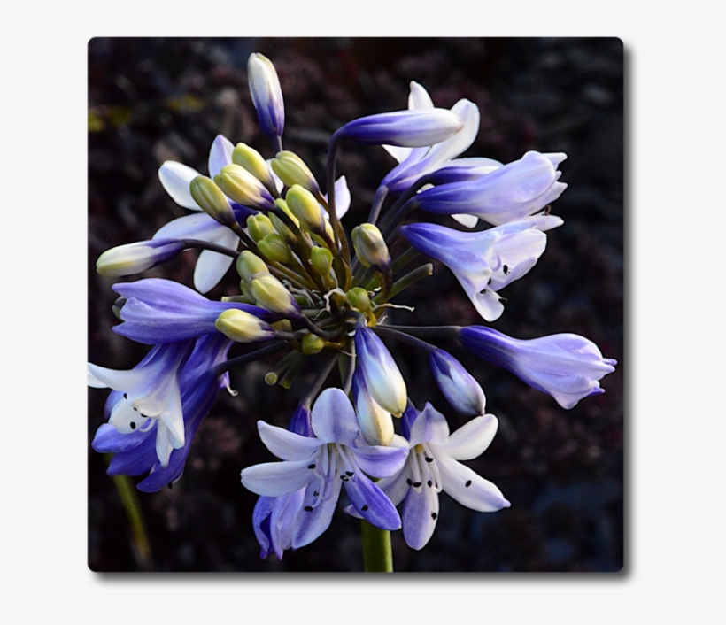 Agapanthus Shooting Stars - Agapanthus, transparent png download