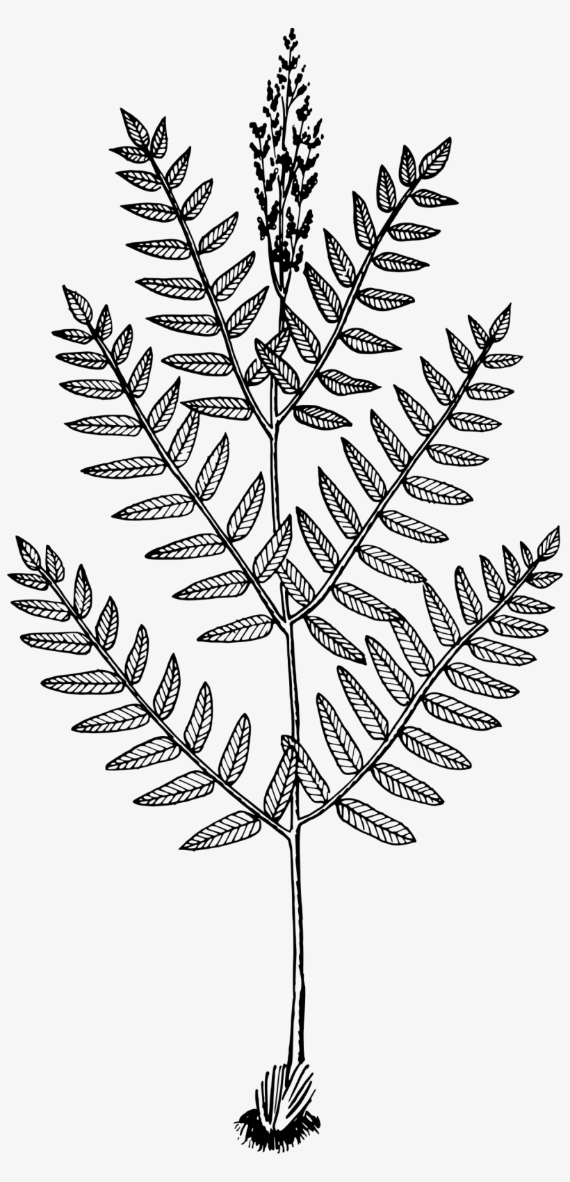 This Free Icons Png Design Of Royal Fern, transparent png download