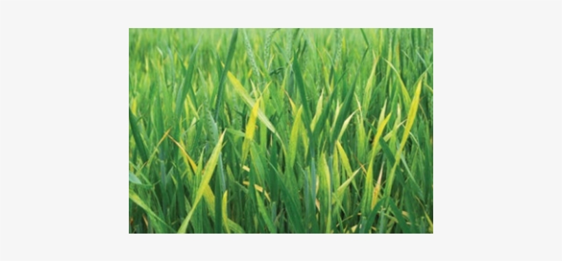 Control Volunteer Wheat To Stop Wsmv - Portable Network Graphics, transparent png download