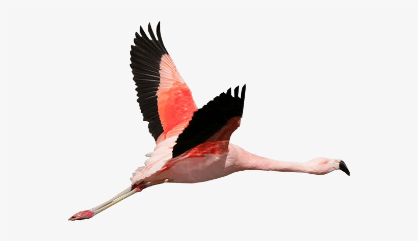 Flamingo Transparent Flying - Flamingo Transparent, transparent png download