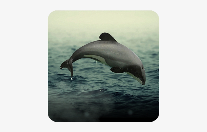 Wholphin, transparent png download