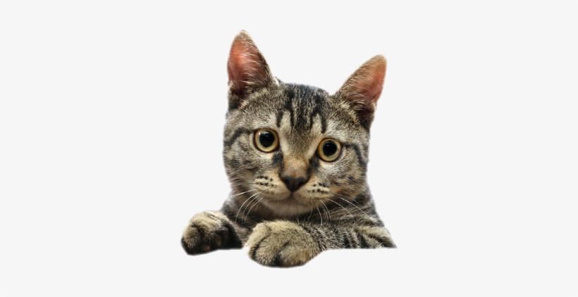 Katten - Gray Kitten Momma's Girl Ornament (oval), transparent png download