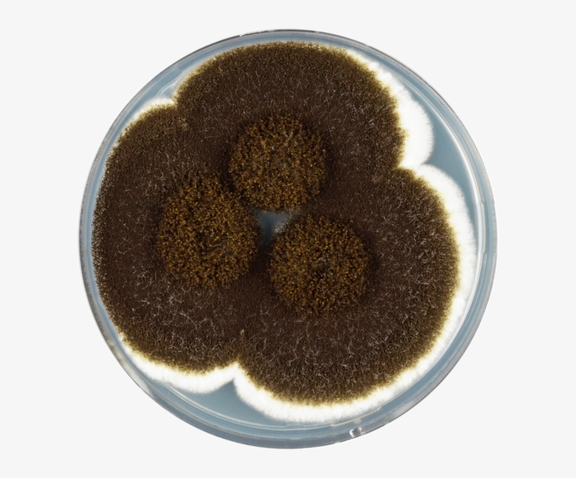 Aspergillus Heteromorphus Cya - Aspergillus, transparent png download
