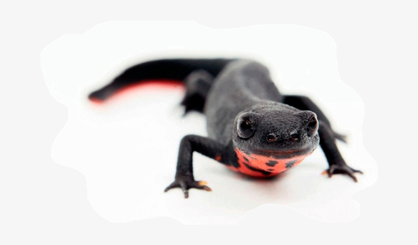 Como Podéis Imaginar Me He Comprado Un Tritón De Vientre - Types Of Newts, transparent png download