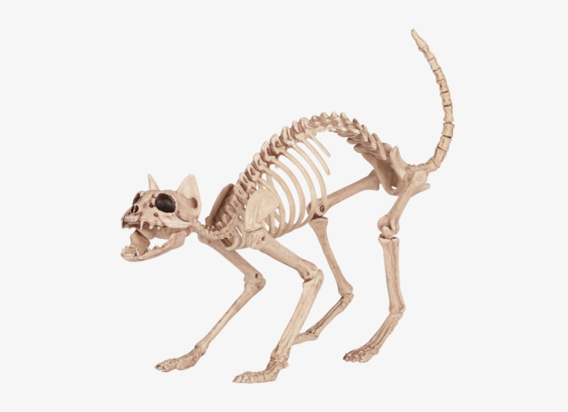 Halloween Cat Skeleton - Skeleton Cat Halloween Prop, transparent png download