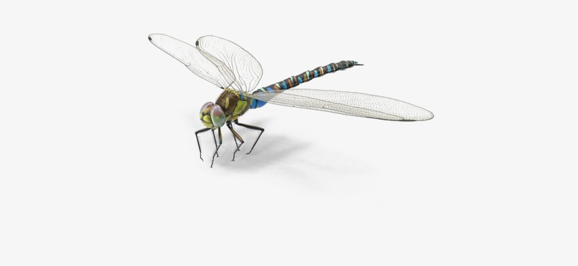 Dragonfly Png Background Image - Net-winged Insects, transparent png download