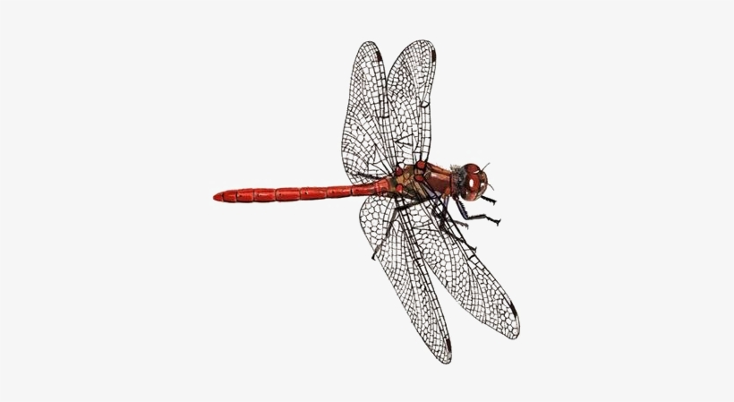 Dragonfly Png Download Image - Facebook Cover With Dragonflies, transparent png download