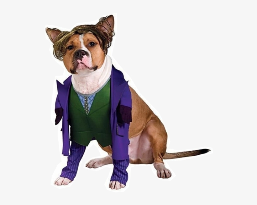 Joker Dog Costume - Joker Costume For Dog, transparent png download