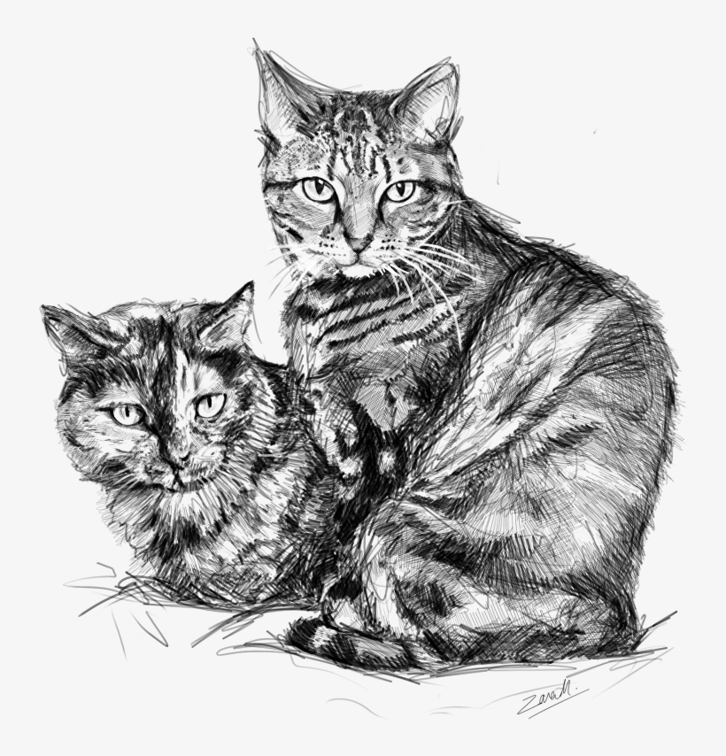 Cats - Cat, transparent png download