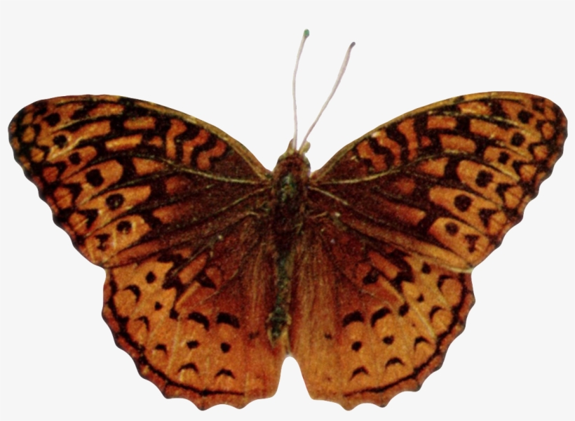 Speyeria Aphrodite Alcestis-transparent - Aphrodite Fritillary, transparent png download